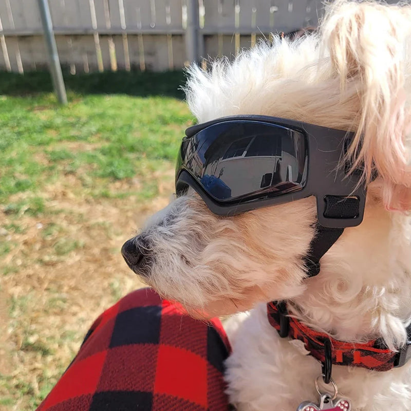 Puppy Glasses