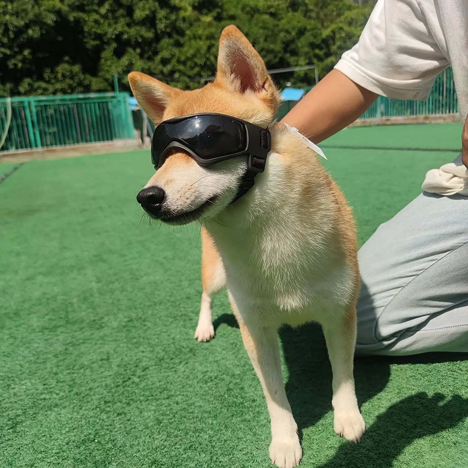 Puppy Glasses